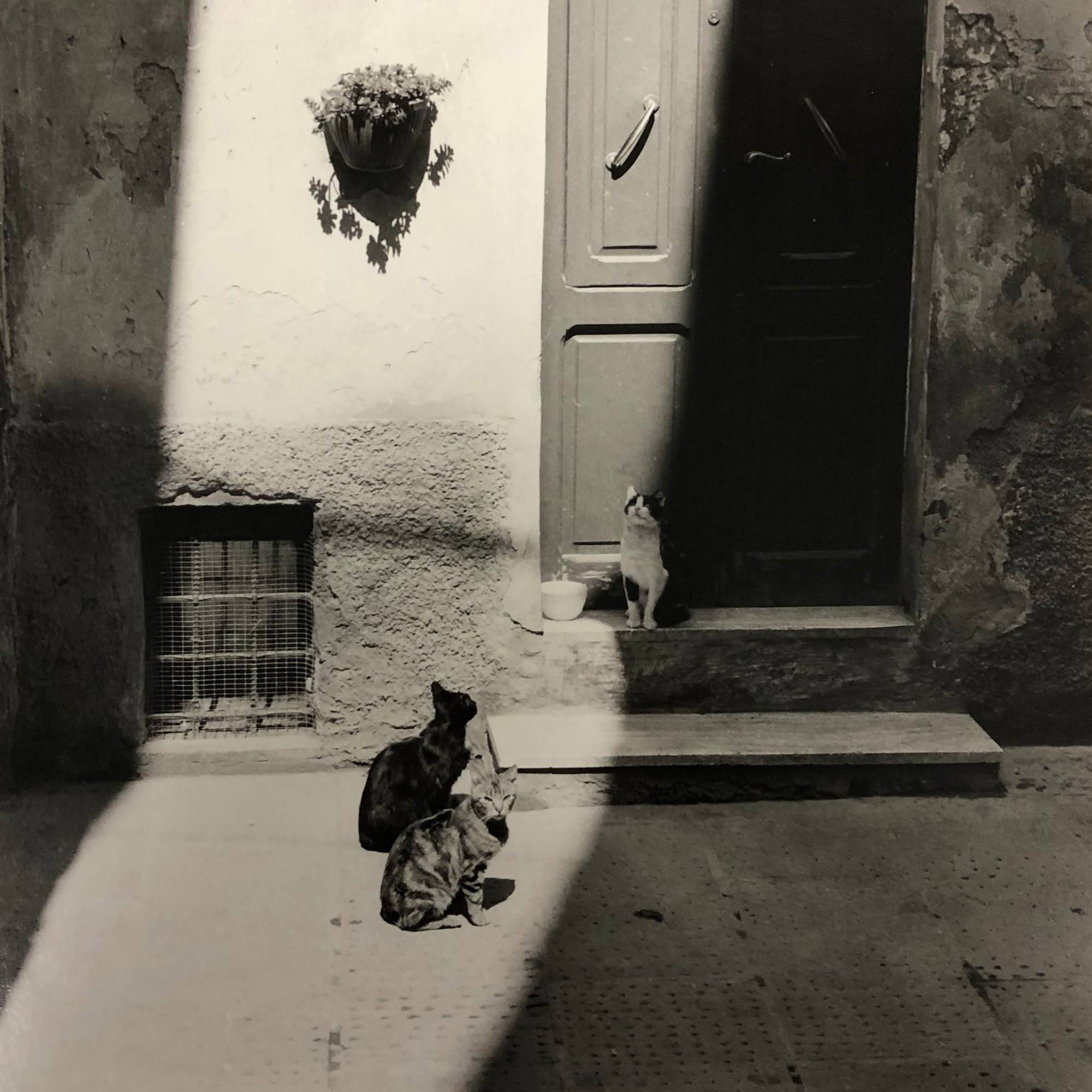 black and white photograph of three cats sitting in front of doorway in cobblestone alley